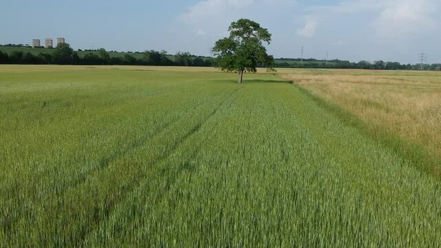 Luftaufnahme.  Mohn, Mohnfeld, Weizen, Getreide, Panorama, Aussicht, Feld.