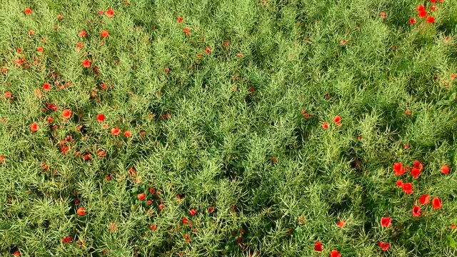 Luftaufnahme.  Mohn, Mohnfeld, Weizen, Getreide, Panorama, Aussicht, Feld.
