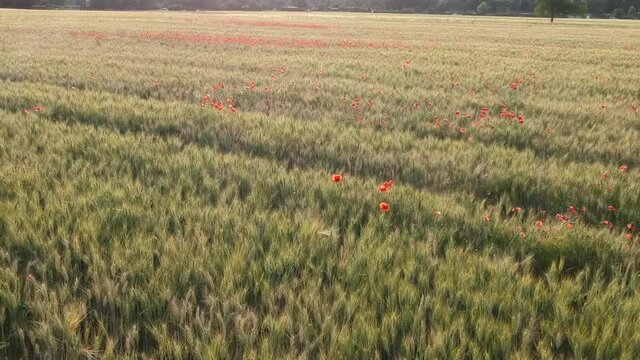 Luftaufnahme.  Mohn, Mohnfeld, Weizen, Getreide, Panorama, Aussicht, Feld.