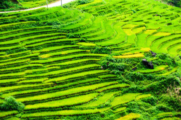 Fototapeta premium Rice fields on terraced of Y Ty, Bat Xat, Lao Cai, Viet Nam. Rice fields prepare the harvest at Northwest Vietnam.Vietnam landscapes.