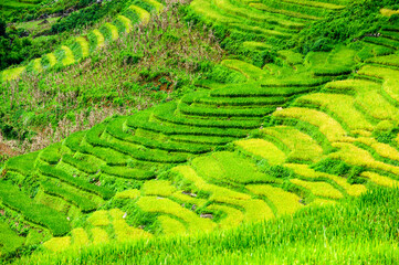 Rice fields on terraced of Y Ty, Bat Xat, Lao Cai, Viet Nam. Rice fields prepare the harvest at Northwest Vietnam.Vietnam landscapes.