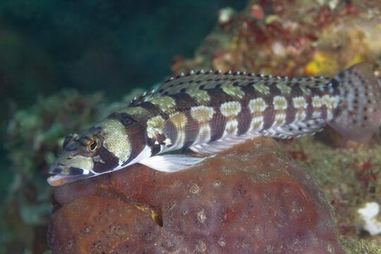 Parapercis tetracantha fish swimming underwater