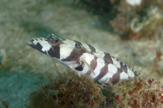Parapercis tetracantha fish swimming underwater