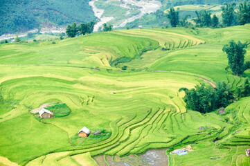 Fototapeta na wymiar Rice fields on terraced of Y Ty, Bat Xat, Lao Cai, Viet Nam. Rice fields prepare the harvest at Northwest Vietnam.Vietnam landscapes.
