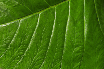 abstracted leaf veins macro close up. green leaf texture and structure for background or wallpaper.