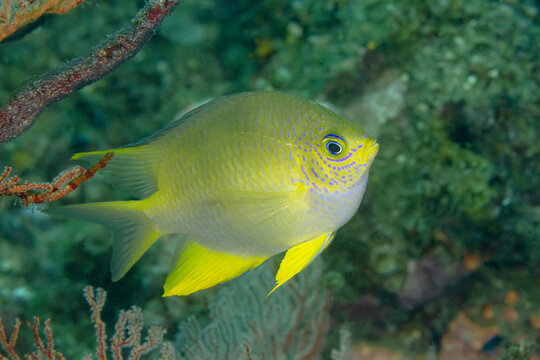 Yellow Amblyglyphidodon aureus fish swimming in ocean water