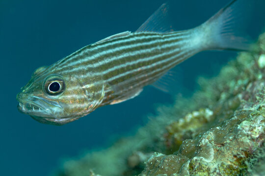Cheilodipterus macrodon fish swimming in sea