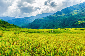 Fototapeta premium Rice fields on terraced of Y Ty, Bat Xat, Lao Cai, Viet Nam. Rice fields prepare the harvest at Northwest Vietnam.Vietnam landscapes.