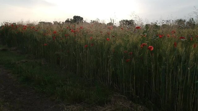 Luftaufnahme.  Mohn, Mohnfeld, Weizen, Getreide, Panorama, Aussicht, Feld.
