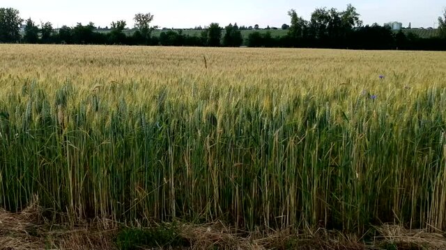 Luftaufnahme.  Mohn, Mohnfeld, Weizen, Getreide, Panorama, Aussicht, Feld.