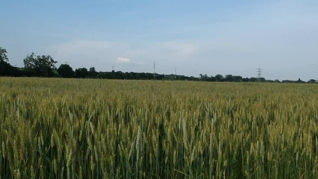 Luftaufnahme.  Mohn, Mohnfeld, Weizen, Getreide, Panorama, Aussicht, Feld.
