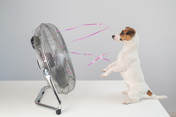 Jack russell terrier dog sits enjoying the cooling breeze from an electric fan on a white...