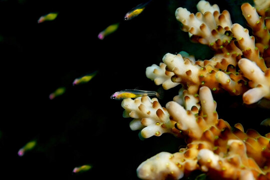 Bryaninops natans fishes and corals undersea
