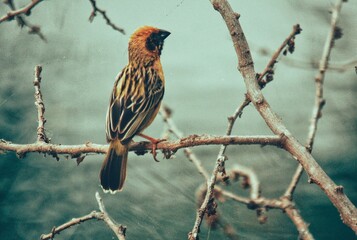 golden sparrow on a branches.