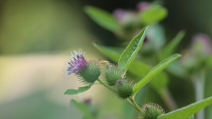 die fleissigen Honigsammler sind wieder unterwegs
