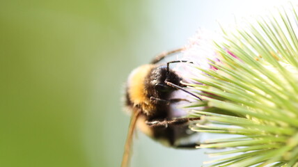 die fleissigen Honigsammler sind wieder unterwegs
