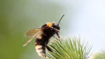 die fleissigen Honigsammler sind wieder unterwegs

