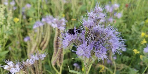 lavender flowers in the field