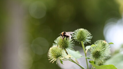 die fleissigen Honigsammler sind wieder unterwegs
