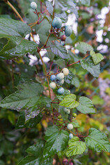 雨に濡れて垂れ下がるノブドウの蔓