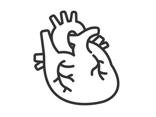 臓器の心臓のイラスト