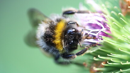 die fleissigen Honigsammler sind wieder unterwegs
