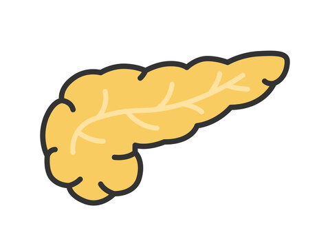 臓器の膵臓のイラスト
