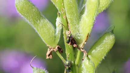 die fleissigen Honigsammler sind wieder unterwegs
