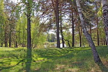 Spring landscape. The road, covered with green grass, cuts through the forest. Among the tree trunks, you can see the water of a forest lake.