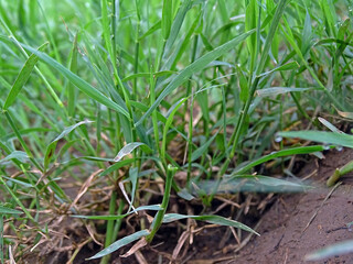 Green grass with water drops.  Closeup.