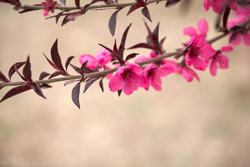 A fresh branch of flowering plum flowers