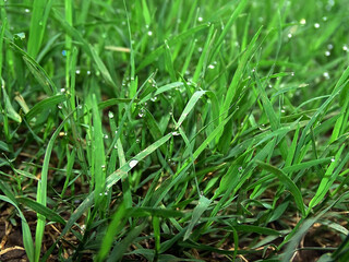 green grass with dew drops