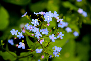 Macro image of some blue tiny flowers on the green background.