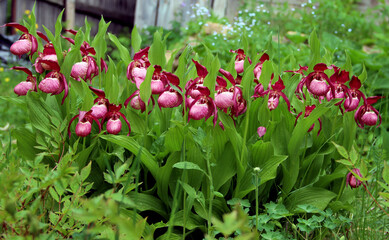 Lady's slipper flowers in a row among the green of leaves and grass. Springtime backyard.