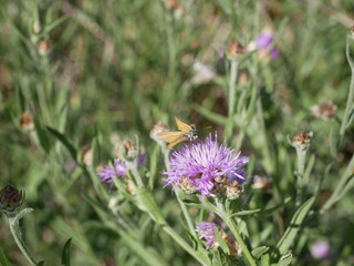 An orange butterfly collects nectar on a meadow cornflower flower in a field on a sunny summer day. Admiring the lepidopteran insects in their natural habitat.