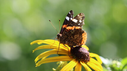 wundersch&ouml;ner Schmetterling ruht sich aus