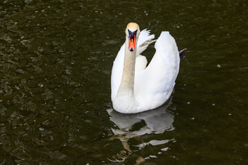 White swan swimming on the lake