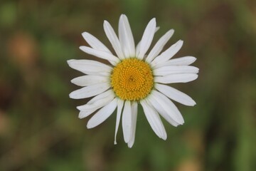 Chamomile close up