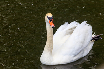 White swan swimming on the lake