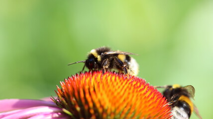 die fleissigen Honigsammler sind wieder unterwegs
