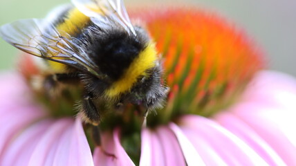 die fleissigen Honigsammler sind wieder unterwegs
