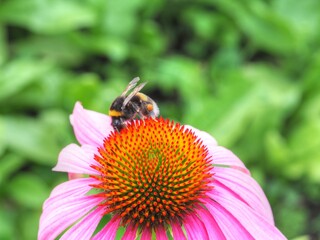 Sonnenhut mit Hummel