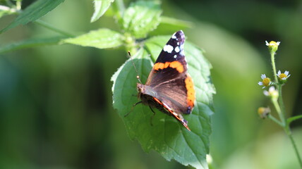 wundersch&ouml;ner Schmetterling ruht sich aus