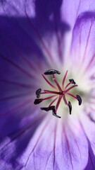 Wundersch&ouml;ne Bl&uuml;ten im Stadtgarten Neuss