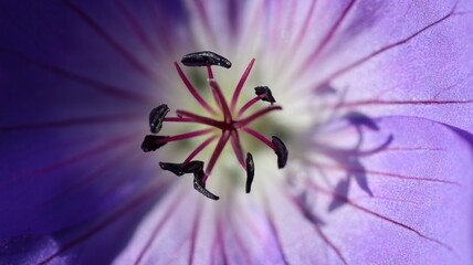 Wundersch&ouml;ne Bl&uuml;ten im Stadtgarten Neuss
