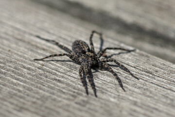 Close up of a gray spider in bright sunlight