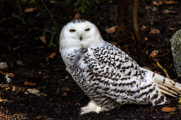 The Snowy Owl, Bubo scandiacus is a large, white owl of the owl family