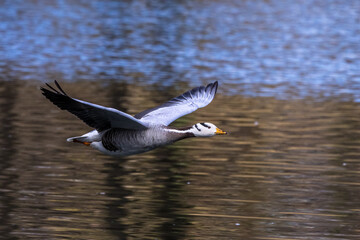 The bar-headed goose, Anser indicus flying over a lake in English Garden in Munich
