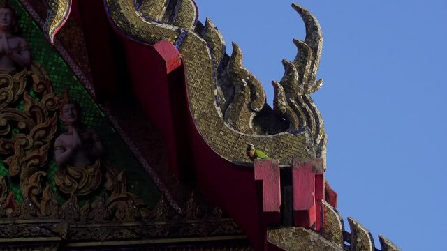 A parrot is looking for a burrow from a Buddhist church to lay eggs. 
