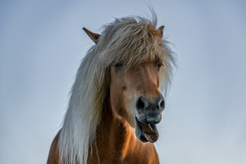 Icelandic horse stallion making a face to the camera